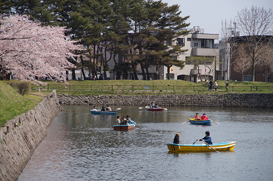 今年4/25、五稜郭公園にて