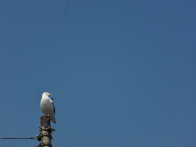 DSC00356_800_cmpd.jpg