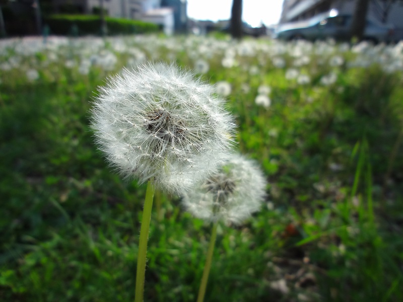 DSC00438_800_cmpd.jpg