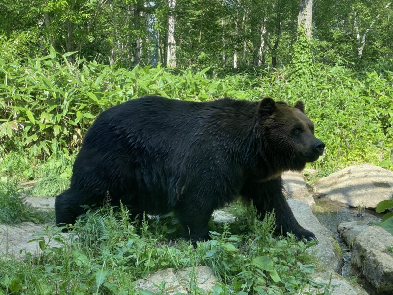 アウトドア満喫のためのヒグマ対策と事前チェック情報リンク集 ｜ 函館