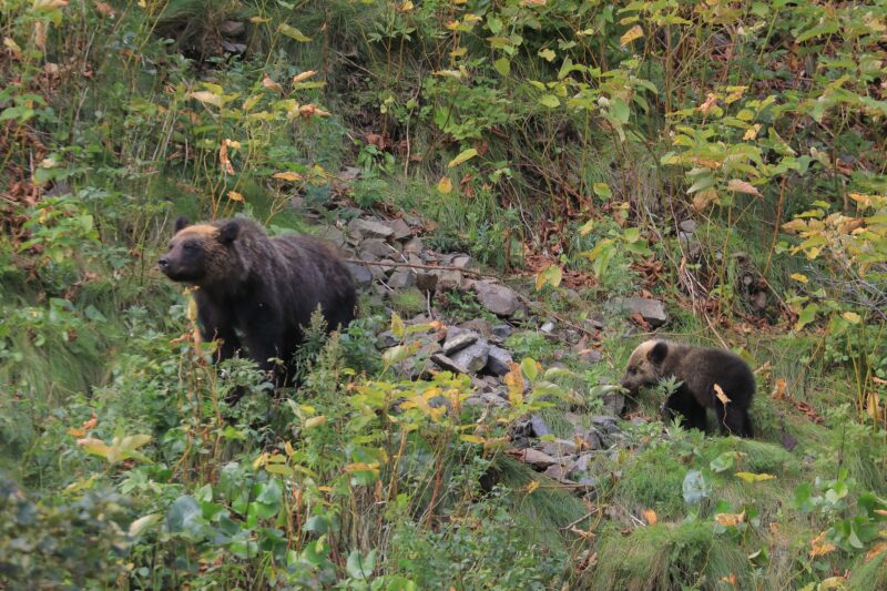 アウトドア満喫のためのヒグマ対策と事前チェック情報リンク集 ｜ 函館