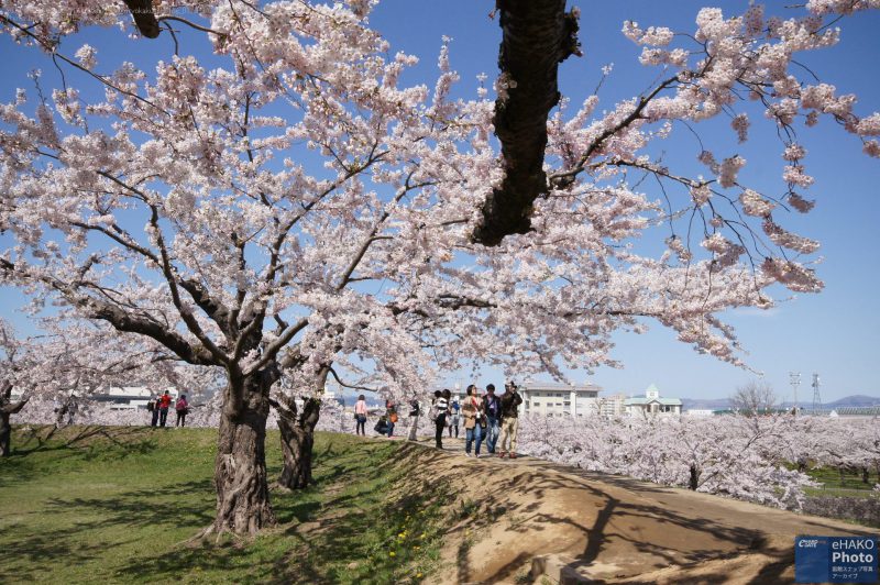 五稜郭公園の城郭内小高い土手の上