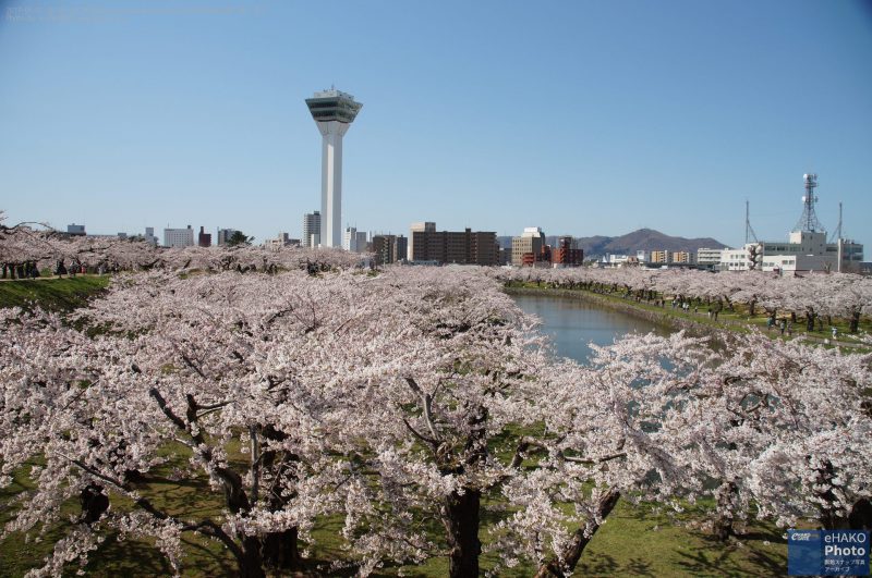 タワーと函館山と堀とソメイヨシノ