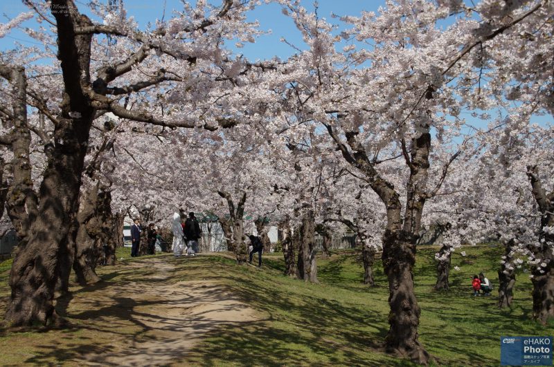 五稜郭公園でウエディングフォト